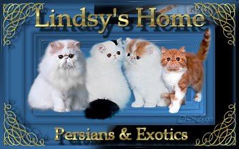 cattery Lindsy's Home